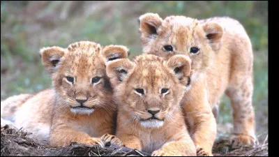 Aimes-tu les animaux ?