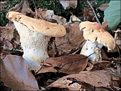 Mou comme mouton : le pied de mouton est-il un champignon comestible ?