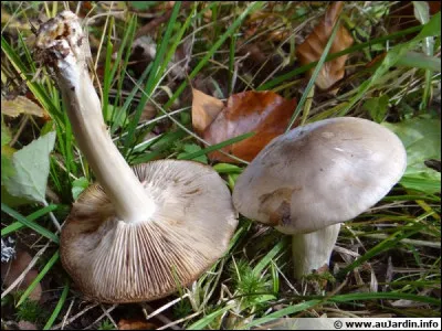 Mou comme comme mousseron : je sais que vous adorez tous les champignons, quel est l'autre nom du mousseron ?