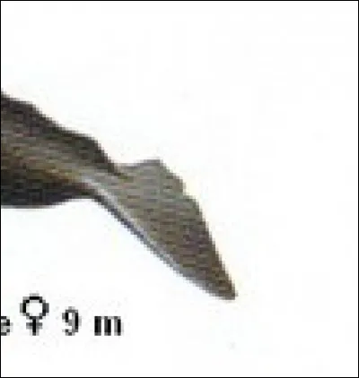 Quel animal aquatique dort en position verticale ?