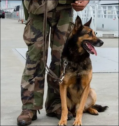 Pour marquer l'endroit, il existe une diff&eacute;rence d'attitude entre un chien d&eacute;tecteur d'explosif et un chien d&eacute;tecteur de drogue. Que doit faire le premier ?