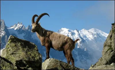 Quel est cet animal ?