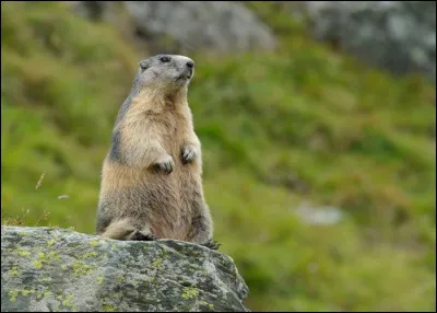 Quel est cet animal ?