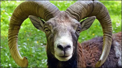 Quel est cet animal ?