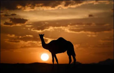 Lequel de ces pays n'est pas limitrophe de l'Arabie saoudite ?