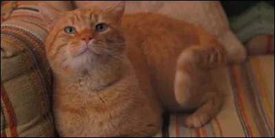 (Question bizarre : ) Par quoi son chat a-t-il été mangé ?