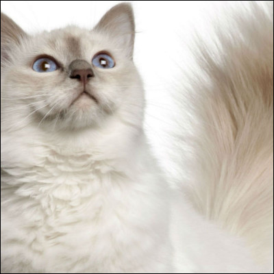 Quelle plante les rend fous ?