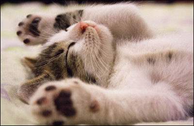 S'il ronronne, c'est qu'il est...