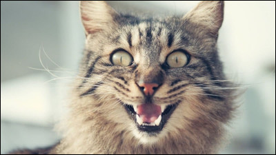 Que fait-il s'il est en colère ?