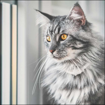 S'il claque des dents en hiver devant une fenêtre fermée, c'est qu'il se dit :