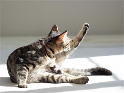 Complétez la phrase : «  Le chat se mit à battre sa queue _____ »