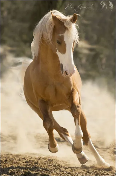 Quel cheval préfèrerais-tu être ?