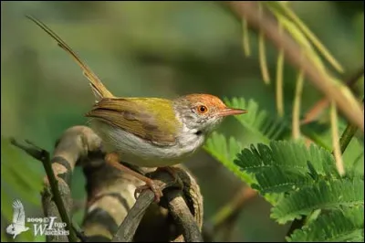 Par rapport à Marie-Antoinette, qui était Rose Bertin ?