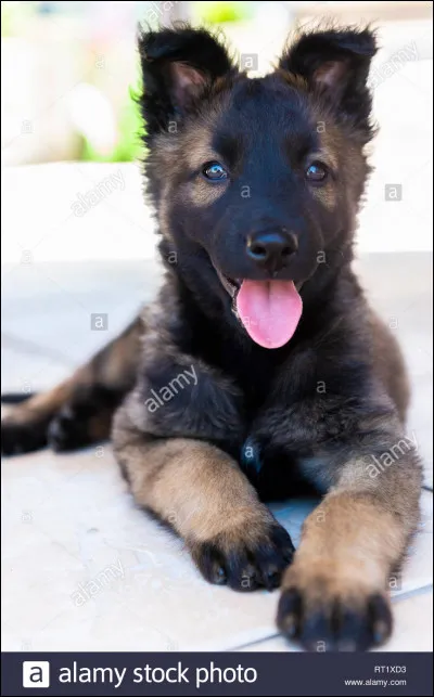 Quelle couleur préfères-tu ?