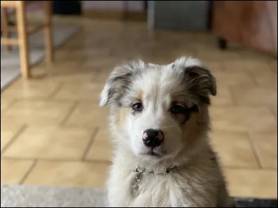 As-tu d'autres animaux ?