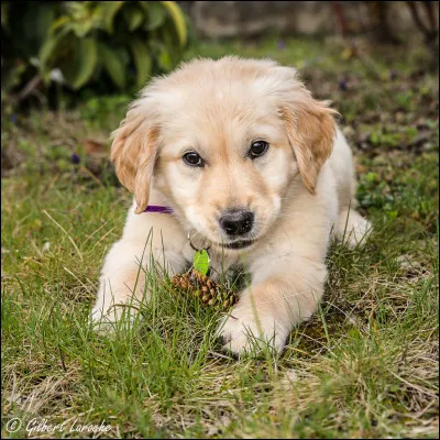 Que voudrais-tu être ?