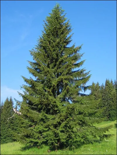 C'est un épicéa.