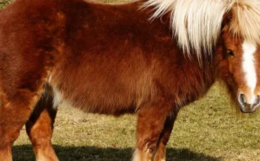Quiz Galop 1