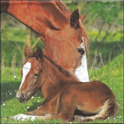 Où se positionne-t-on quand on mène son poney en main ?