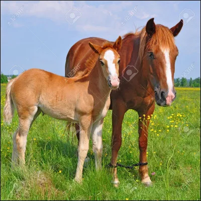 Qu'est-ce qu'une carrière ?