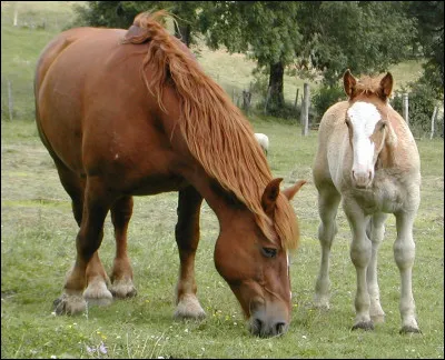 Qu'est-ce qui tient l'étrier à la selle ?