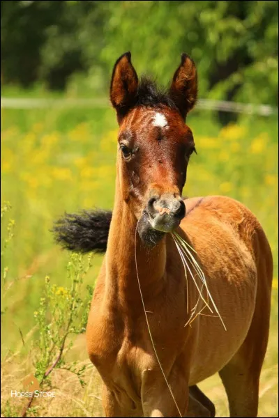 Sur le filet, qu'est-ce qui est derrière les oreilles ?