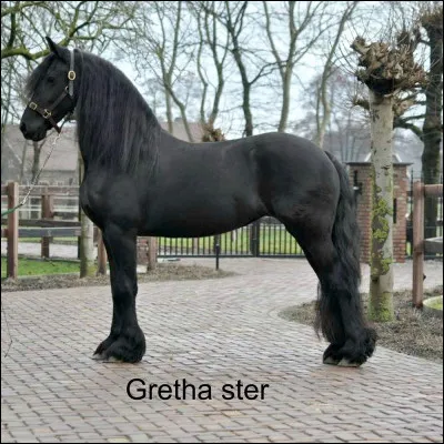 Quand le cheval a les oreilles couchées vers l'arrière, que veut dire ce langage ?