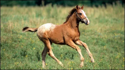 Quelle robe n'existe pas ?