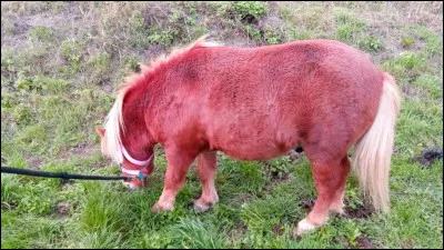 Quelle figure de manège n'existe pas ?