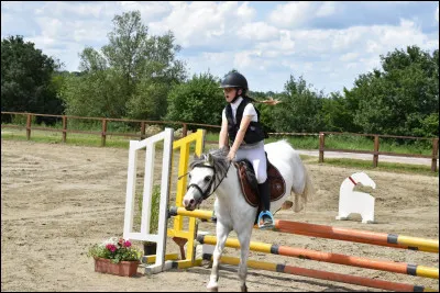 Comment s'appelle le cou du cheval ?