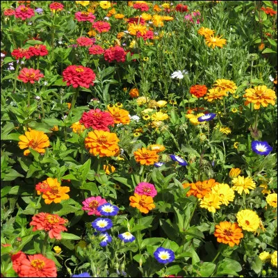 Quelle doit être la longueur d'un jardin rectangulaire de largeur 4 mètres pour que son périmètre soit égal à celui d'un jardin carré de 8 mètres de côté ?