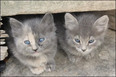 Comment s'appellent les demi-frères et surs de Griffe de Ronce ?