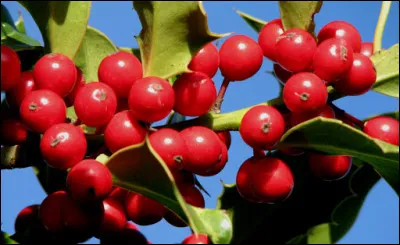 Les grives l'adorent, si vous échouez, vous aurez les boules !
