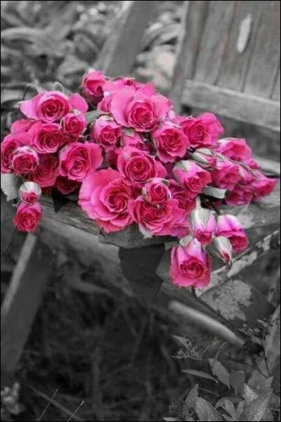 Enfin Sim n'aime pas ces fleurs ! (photo uniquement décorative)