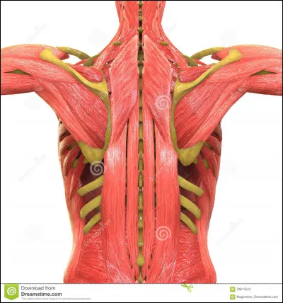 Théorie : l'équitation travaille des muscles, lesquels ?