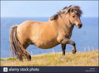 Quelle est cette race d'équidé ?