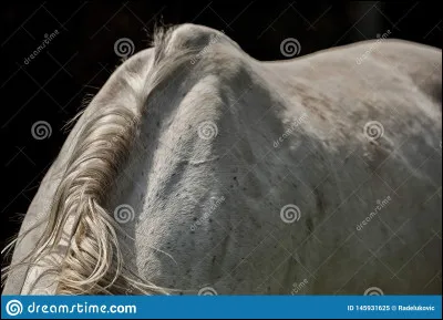 Comment s'appelle le nom qu'on donne au licol au tour de l'encolure ?