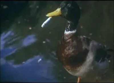 On aperoit ce canard peu raisonnable dans :