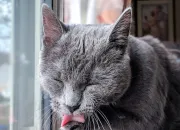 Quiz Culture gnrale : le chat