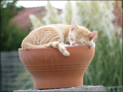 Qui est l'auteur de "La Guerre des clans" ?