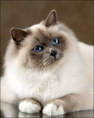 Dans quel pays le chat fut-il vénéré ?