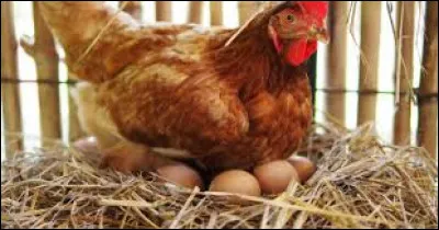 Une poule pond 3 ufs par jour. Combien y aura-t-il d'oeufs au bout de 3 jours ?