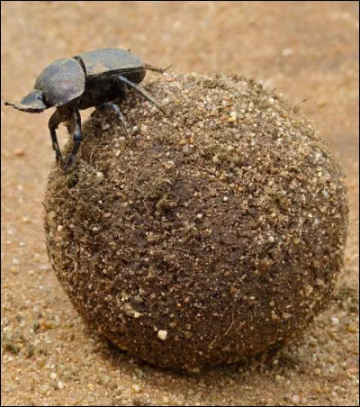 Tout comme pour cet insecte, le but est de mettre la balle dans un trou, alors trouvez la bonne réponse et vous ferez partie du club !