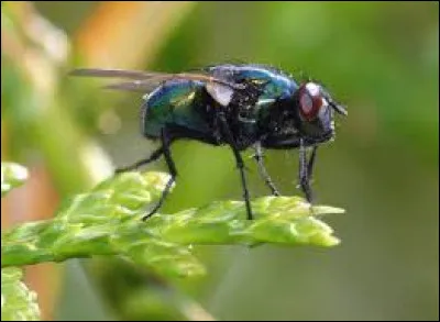 Tractionnez plusieurs fois et posez-la délicatement, soyez attentifs, l'attaque peut survenir à tout moment et être très violente !