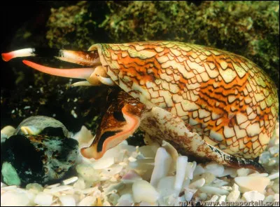 Trouvez la réponse en retenant votre souffle !