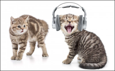 Et pour terminer, je vous demande pourquoi le chat miaule. Cette fois-ci, vous devez cocher la seule réponse fausse.