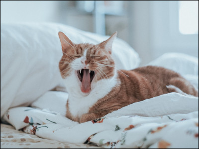 Quelques expressions sur le chat. Que signifie le chat à neuf queues ?