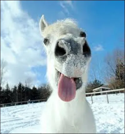 Animaux - Comment qualifie-t-on un cheval qui ne possède aucun poil blanc ?