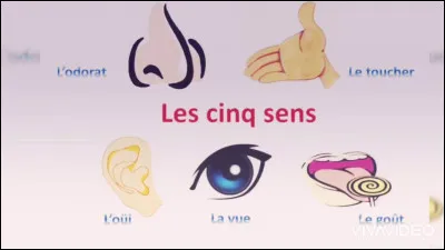Lequel de ces 4 sens préfères-tu ?