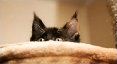 Par quel mot désigne-t-on la phobie des chats ?